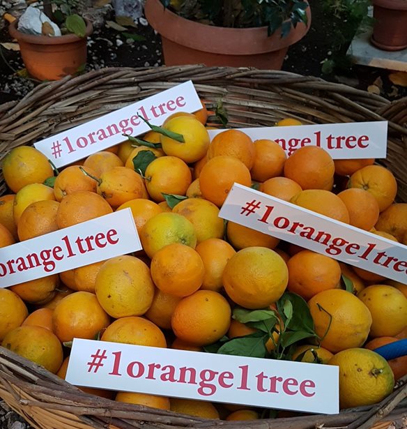 #Tidbits *: 1 orange 1 tree