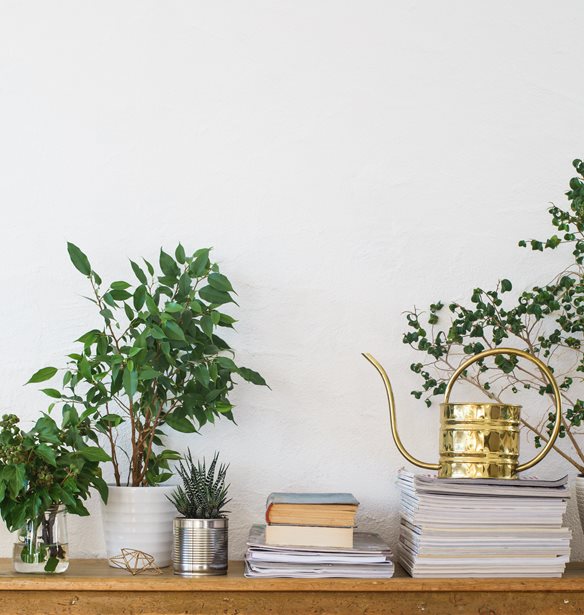 Αυτά τα φυτά εσωτερικού χώρου θα σε βοηθήσουν να κοιμηθείς καλύτερα