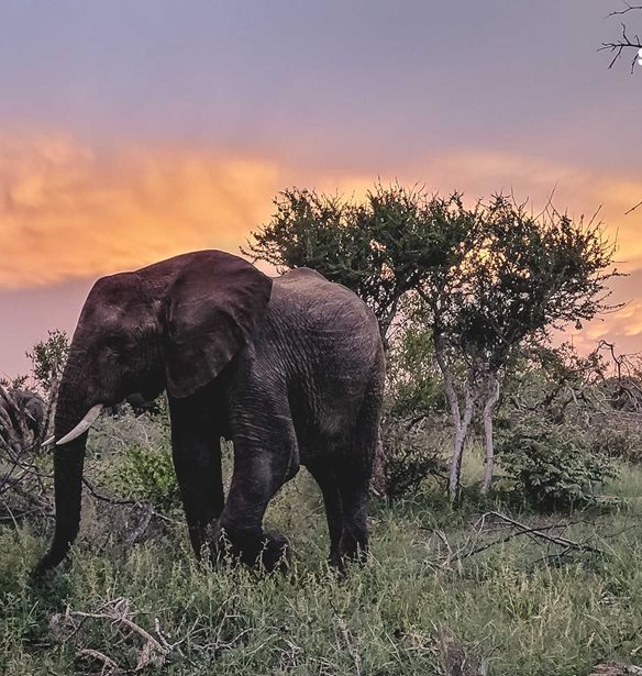 &#x397; &#x3C0;&#x3C1;&#x3C9;&#x3C4;&#x3BF;&#x3B2;&#x3BF;&#x3C5;&#x3BB;&#x3AF;&#x3B1; Wildlife Watch &#x3C4;&#x3B7;&#x3C2; Samsung &#x3C0;&#x3C1;&#x3BF;&#x3C3;&#x3BA;&#x3B1;&#x3BB;&#x3B5;&#x3AF; &#x3C4;&#x3BF;&#x3C5;&#x3C2; &#x3C7;&#x3C1;&#x3AE;&#x3C3;&#x3C4;&#x3B5;&#x3C2; &#x3BD;&#x3B1; &#x3B3;&#x3AF;&#x3BD;&#x3BF;&#x3C5;&#x3BD; &#x3B5;&#x3B9;&#x3BA;&#x3BF;&#x3BD;&#x3B9;&#x3BA;&#x3BF;&#x3AF; &#x3B4;&#x3B1;&#x3C3;&#x3BF;&#x3C6;&#x3CD;&#x3BB;&#x3B1;&#x3BA;&#x3B5;&#x3C2;
