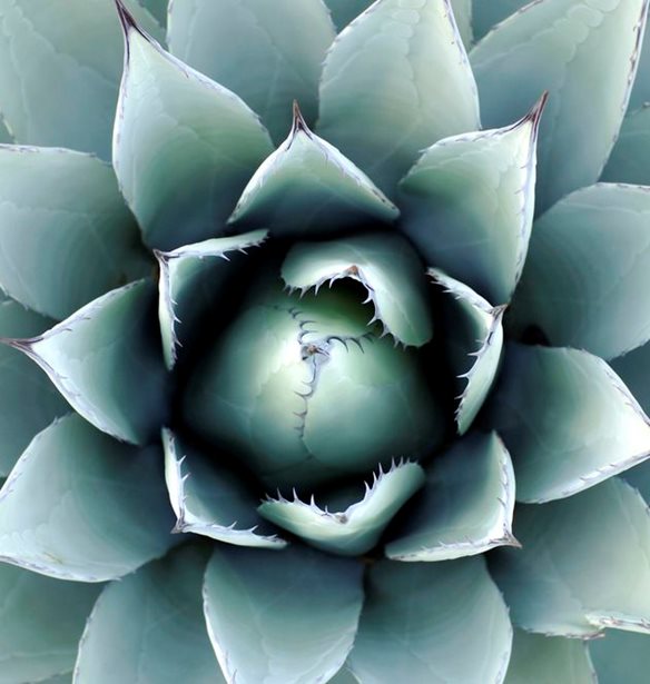 #Tidbits *: &#x395;&#x3C3;&#x3CD; &#x3C4;&#x3B9; &#x3BE;&#x3AD;&#x3C1;&#x3B5;&#x3B9;&#x3C2; &#x3B3;&#x3B9;&#x3B1; &#x3C4;&#x3BF; mezcal;