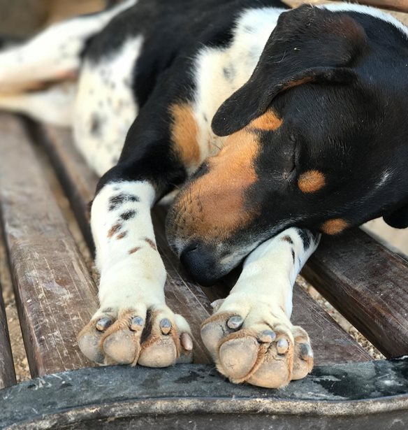 &#x397; &#x391;&#x3AF;&#x3B3;&#x3B9;&#x3BD;&#x3B1; &#x3C6;&#x3B9;&#x3BB;&#x3BF;&#x3B4;&#x3BF;&#x3BE;&#x3B5;&#x3AF; &#x3BD;&#x3B1; &#x3B3;&#x3AF;&#x3BD;&#x3B5;&#x3B9; &#x3C4;&#x3BF; 2021 &#x3B7; &#x3C0;&#x3C1;&#x3CE;&#x3C4;&#x3B7; &#x3BA;&#x3BF;&#x3B9;&#x3BD;&#x3CC;&#x3C4;&#x3B7;&#x3C4;&#x3B1; &#x3C3;&#x3C4;&#x3B7;&#x3BD; &#x395;&#x3BB;&#x3BB;&#x3AC;&#x3B4;&#x3B1; &#x3C7;&#x3C9;&#x3C1;&#x3AF;&#x3C2; &#x3B1;&#x3B4;&#x3AD;&#x3C3;&#x3C0;&#x3BF;&#x3C4;&#x3BF;&#x3C5;&#x3C2; &#x3C3;&#x3BA;&#x3CD;&#x3BB;&#x3BF;&#x3C5;&#x3C2;