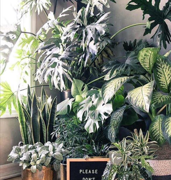 5 tips &#x3B3;&#x3B9;&#x3B1; &#x3BA;&#x3B1;&#x3C4;&#x3B1;&#x3C0;&#x3C1;&#x3AC;&#x3C3;&#x3B9;&#x3BD;&#x3B1; &#x3C6;&#x3C5;&#x3C4;&#x3AC; &#x3B5;&#x3C3;&#x3C9;&#x3C4;&#x3B5;&#x3C1;&#x3B9;&#x3BA;&#x3BF;&#x3CD; &#x3C7;&#x3CE;&#x3C1;&#x3BF;&#x3C5;!