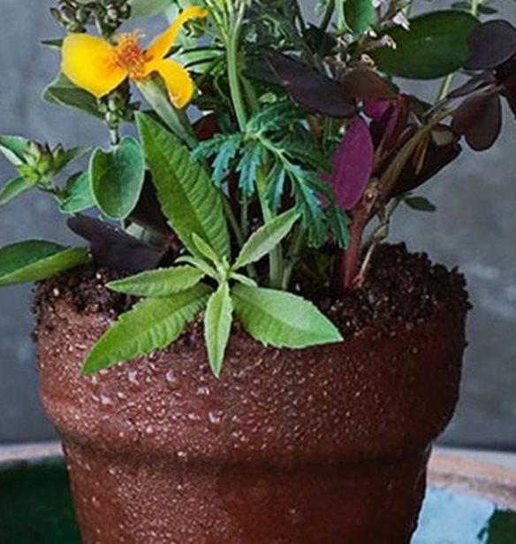 &#x3A4;&#x3BF; Noma &#x3B1;&#x3BD;&#x3BF;&#x3AF;&#x3B3;&#x3B5;&#x3B9; &#x3BA;&#x3B1;&#x3B9; &#x3C0;&#x3AC;&#x3BB;&#x3B9; &#x3BC;&#x3B5; &#x3C4;&#x3BF; &#x3B4;&#x3B9;&#x3AC;&#x3C3;&#x3B7;&#x3BC;&#x3BF; &#x3C0;&#x3B9;&#x3AC;&#x3C4;&#x3BF; &#x3B3;&#x3BB;&#x3AC;&#x3C3;&#x3C4;&#x3C1;&#x3B1; (&#x3C0;&#x3BF;&#x3C5; &#x3B5;&#x3AF;&#x3BD;&#x3B1;&#x3B9; &#x3C3;&#x3C4;&#x3B7;&#x3BD; &#x3C0;&#x3C1;&#x3B1;&#x3B3;&#x3BC;&#x3B1;&#x3C4;&#x3B9;&#x3BA;&#x3CC;&#x3C4;&#x3B7;&#x3C4;&#x3B1; &#x3B5;&#x3C0;&#x3B9;&#x3B4;&#x3CC;&#x3C1;&#x3C0;&#x3B9;&#x3BF;)