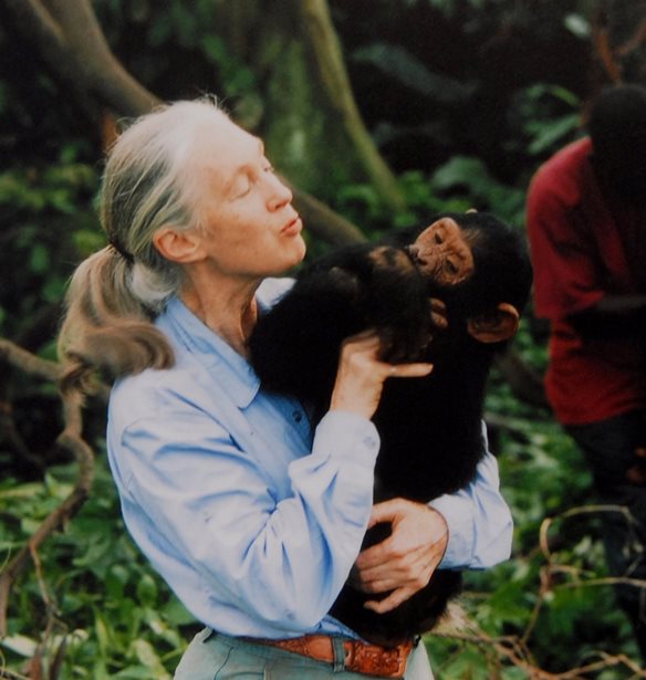 &#x397; Jane Goodall &#x3B8;&#x3B1; &#x3BC;&#x3B5;&#x3AF;&#x3BD;&#x3B5;&#x3B9; &#x3C3;&#x3C4;&#x3B7;&#x3BD; &#x3B9;&#x3C3;&#x3C4;&#x3BF;&#x3C1;&#x3AF;&#x3B1; &#x3C9;&#x3C2; &quot;&#x3B1;&#x3BB;&#x3B7;&#x3B8;&#x3B9;&#x3BD;&#x3AE; &#x3B7;&#x3C1;&#x3C9;&#x3AF;&#x3B4;&#x3B1; &#x3C4;&#x3BF;&#x3C5; &#x3C0;&#x3BB;&#x3B1;&#x3BD;&#x3AE;&#x3C4;&#x3B7;&quot;