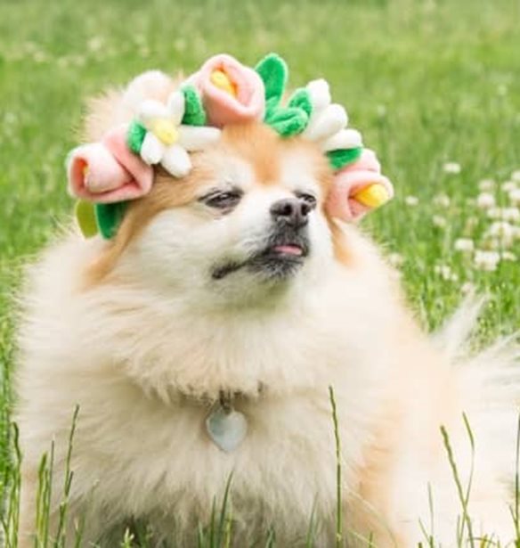 Pet shopping: 10 &#x3B1;&#x3BE;&#x3B5;&#x3C3;&#x3BF;&#x3C5;&#x3AC;&#x3C1; &#x3B3;&#x3B9;&#x3B1; &#x3C4;&#x3BF; &#x3BA;&#x3B1;&#x3C4;&#x3BF;&#x3B9;&#x3BA;&#x3AF;&#x3B4;&#x3B9;&#x3CC; &#x3C3;&#x3BF;&#x3C5; &#x3C0;&#x3BF;&#x3C5; &#x3B8;&#x3B1; &#x3BB;&#x3B1;&#x3C4;&#x3C1;&#x3AD;&#x3C8;&#x3B5;&#x3B9;&#x3C2;