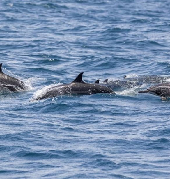 &#x39F; &#x3C0;&#x3CC;&#x3BB;&#x3B5;&#x3BC;&#x3BF;&#x3C2; &#x3C3;&#x3C4;&#x3B7;&#x3BD; &#x39F;&#x3C5;&#x3BA;&#x3C1;&#x3B1;&#x3BD;&#x3AF;&#x3B1; &#x3AD;&#x3C7;&#x3B5;&#x3B9; &#x3BF;&#x3B4;&#x3B7;&#x3B3;&#x3AE;&#x3C3;&#x3B5;&#x3B9; &#x3C3;&#x3C4;&#x3BF; &#x3BC;&#x3B1;&#x3B6;&#x3B9;&#x3BA;&#x3CC; &#x3B1;&#x3C6;&#x3B1;&#x3BD;&#x3B9;&#x3C3;&#x3BC;&#x3CC; &#x3C4;&#x3C9;&#x3BD; &#x3B4;&#x3B5;&#x3BB;&#x3C6;&#x3B9;&#x3BD;&#x3B9;&#x3CE;&#x3BD;