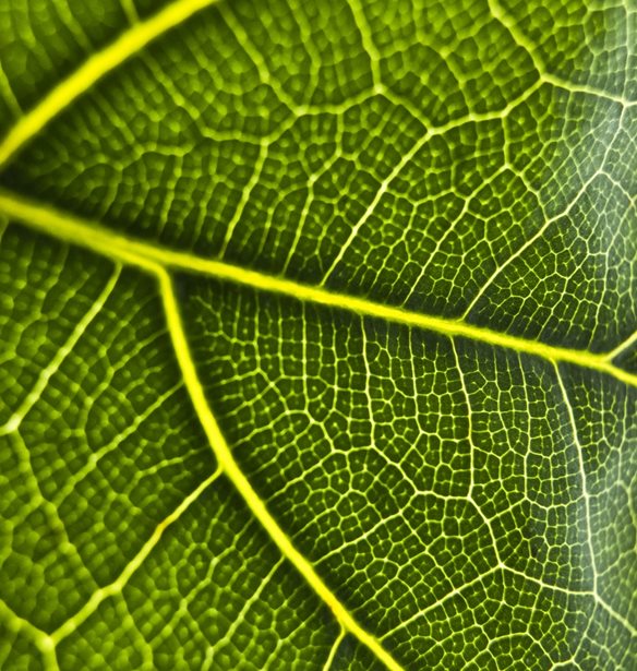 Ήρθε στην Ελλάδα το συμπλήρωμα διατροφής Χλωροφύλλης