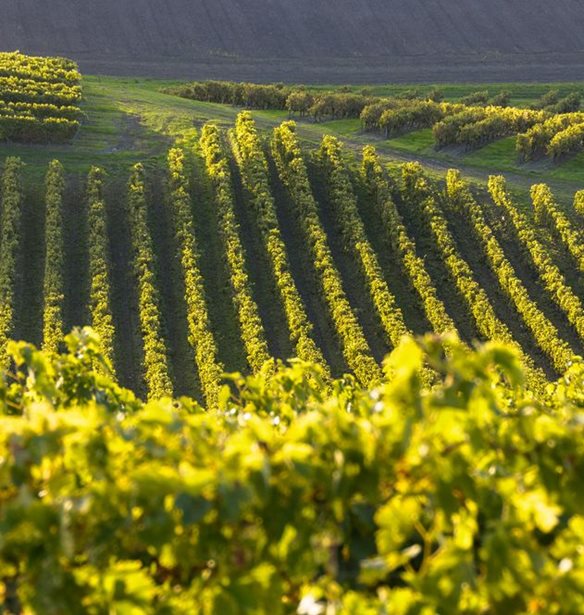 #Tidbits *: In Grapes we Trust