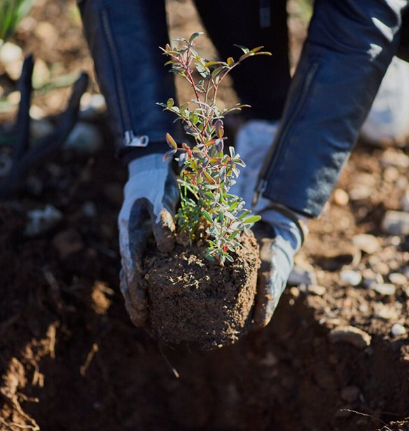 &#x397; &#x3A0;&#x3B1;&#x3C0;&#x3B1;&#x3C3;&#x3C4;&#x3C1;&#x3AC;&#x3C4;&#x3BF;&#x3C2; &#x3C6;&#x3C5;&#x3C4;&#x3B5;&#x3CD;&#x3B5;&#x3B9; 70.000 &#x3B4;&#x3AD;&#x3BD;&#x3C4;&#x3C1;&#x3B1;