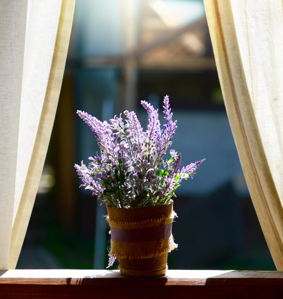 7 &#x3C6;&#x3C5;&#x3C4;&#x3AC; &#x3C0;&#x3BF;&#x3C5; &#x3B1;&#x3C0;&#x3C9;&#x3B8;&#x3BF;&#x3CD;&#x3BD; &#x3C4;&#x3B1; &#x3BA;&#x3BF;&#x3C5;&#x3BD;&#x3BF;&#x3CD;&#x3C0;&#x3B9;&#x3B1;