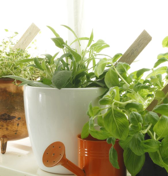 5 &#x3B9;&#x3B4;&#x3AD;&#x3B5;&#x3C2; &#x3B3;&#x3B9;&#x3B1; &#x3BA;&#x3B1;&#x3BB;&#x3BF;&#x3BA;&#x3B1;&#x3B9;&#x3C1;&#x3B9;&#x3BD;&#x3BF;&#x3CD;&#x3C2; &#x3BA;&#x3AE;&#x3C0;&#x3BF;&#x3C5;&#x3C2; &#x3BC;&#x3B5; &#x3B2;&#x3CC;&#x3C4;&#x3B1;&#x3BD;&#x3B1; &#x3C3;&#x3C4;&#x3BF; &#x3C3;&#x3C0;&#x3AF;&#x3C4;&#x3B9; &#x3C3;&#x3BF;&#x3C5;