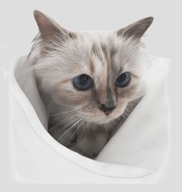 &#x3A0;&#x3BF;&#x3B9;&#x3B1; &#x3B4;&#x3B9;&#x3AC;&#x3C3;&#x3B7;&#x3BC;&#x3B7; &#x3B3;&#x3AC;&#x3C4;&#x3B1; &#x3AD;&#x3C0;&#x3B5;&#x3C3;&#x3B5; &#x3B8;&#x3CD;&#x3BC;&#x3B1; &#x3B4;&#x3B9;&#x3B1;&#x3C1;&#x3C1;&#x3AE;&#x3BA;&#x3C4;&#x3B7;;