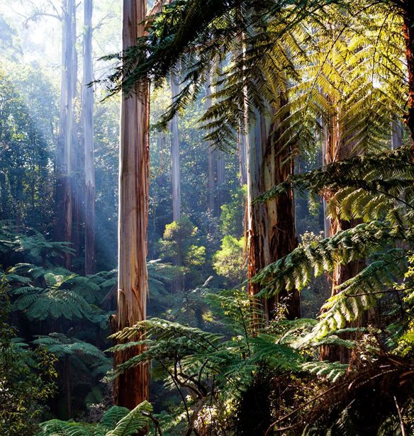 &#x397; &#x3B4;&#x3CD;&#x3BD;&#x3B1;&#x3BC;&#x3B7; &#x3C4;&#x3B7;&#x3C2; &#x3C6;&#x3CD;&#x3C3;&#x3B7;&#x3C2; &#x3C3;&#x3C4;&#x3B7;&#x3BD; &#x3B1;&#x3BD;&#x3B8;&#x3C1;&#x3CE;&#x3C0;&#x3B9;&#x3BD;&#x3B7; &#x3C5;&#x3B3;&#x3B5;&#x3AF;&#x3B1;