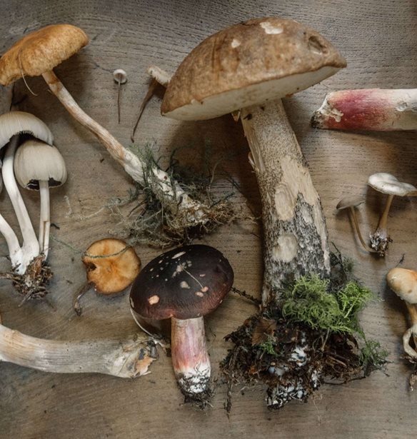 &#x393;&#x3B9;&#x3B1;&#x3C4;&#x3AF; &#x3BF;&#x3B9; &#x3C3;&#x3B5;&#x3C6; &#x3AD;&#x3C7;&#x3BF;&#x3C5;&#x3BD; &#x3B5;&#x3BC;&#x3BC;&#x3BF;&#x3BD;&#x3AE; &#x3BC;&#x3B5; &#x3C4;&#x3B7;&#x3BD; &#x3B5;&#x3C0;&#x3BF;&#x3C7;&#x3B9;&#x3BA;&#x3CC;&#x3C4;&#x3B7;&#x3C4;&#x3B1;;