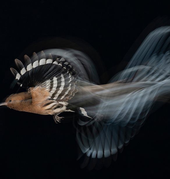 &#x39F;&#x3BB;&#x3BF;&#x3BA;&#x3BB;&#x3B7;&#x3C1;&#x3CE;&#x3B8;&#x3B7;&#x3BA;&#x3B5; &#x3BF; &#x3C6;&#x3B5;&#x3C4;&#x3B9;&#x3BD;&#x3CC;&#x3C2; &#x3B4;&#x3B9;&#x3B5;&#x3B8;&#x3BD;&#x3AE;&#x3C2; &#x3B4;&#x3B9;&#x3B1;&#x3B3;&#x3C9;&#x3BD;&#x3B9;&#x3C3;&#x3BC;&#x3CC;&#x3C2; Bird Photographer of the Year