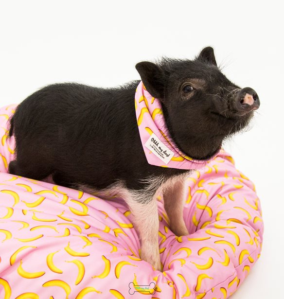 &#x3A4;&#x3B9; &#x3C3;&#x3B7;&#x3BC;&#x3B1;&#x3AF;&#x3BD;&#x3B5;&#x3B9; &#x3C0;&#x3C1;&#x3B1;&#x3B3;&#x3BC;&#x3B1;&#x3C4;&#x3B9;&#x3BA;&#x3AC; &#x3BD;&#x3B1; &#x3C3;&#x3CE;&#x3B6;&#x3B5;&#x3B9;&#x3C2; &#x3AD;&#x3BD;&#x3B1; &#x3B6;&#x3CE;&#x3BF;;