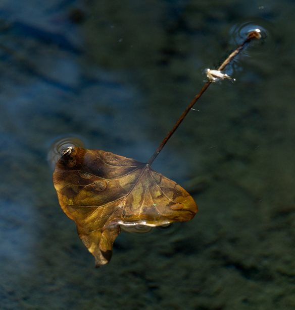 Fluid Beauty | &#x391;&#x3C4;&#x3BF;&#x3BC;&#x3B9;&#x3BA;&#x3AE; &#x3AD;&#x3BA;&#x3B8;&#x3B5;&#x3C3;&#x3B7; &#x3C6;&#x3C9;&#x3C4;&#x3BF;&#x3B3;&#x3C1;&#x3B1;&#x3C6;&#x3AF;&#x3B1;&#x3C2; &#x3C4;&#x3B7;&#x3C2; &#x395;&#x3CD;&#x3B1;&#x3C2; &#x39C;&#x3C0;&#x3AD;&#x3C1;&#x3BB;&#x3B5;&#x3C1;
