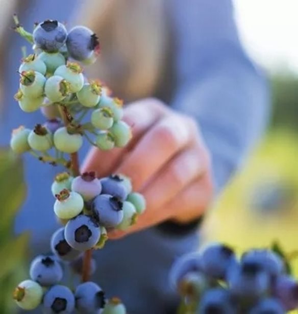 &#x392;lueberries | &#x38C;&#x3BB;&#x3BF;&#x3B9; &#x3BF;&#x3B9; &#x3BB;&#x3CC;&#x3B3;&#x3BF;&#x3B9; &#x3B3;&#x3B9;&#x3B1; &#x3BD;&#x3B1; &#x3C4;&#x3B1; &#x3B5;&#x3BD;&#x3C4;&#x3AC;&#x3BE;&#x3B5;&#x3B9;&#x3C2; &#x3C3;&#x3C4;&#x3B7; &#x3B4;&#x3B9;&#x3B1;&#x3C4;&#x3C1;&#x3BF;&#x3C6;&#x3AE; &#x3C3;&#x3BF;&#x3C5;