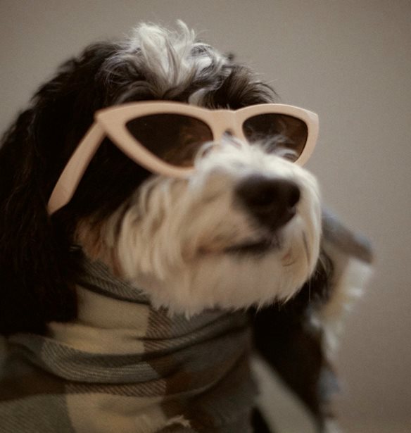 &#x3A4;&#x3BF; Zara &#x3BA;&#x3C5;&#x3BA;&#x3BB;&#x3BF;&#x3C6;&#x3CC;&#x3C1;&#x3B7;&#x3C3;&#x3B5; &#x3BC;&#x3AF;&#x3B1; &#x3BD;&#x3AD;&#x3B1; &#x3C3;&#x3C5;&#x3BB;&#x3BB;&#x3BF;&#x3B3;&#x3AE; &#x3B3;&#x3B9;&#x3B1; &#x3C3;&#x3BA;&#x3CD;&#x3BB;&#x3BF;&#x3C5;&#x3C2;