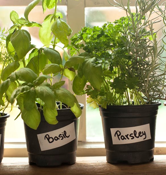 10 βότανα και φυτά που θεραπεύουν