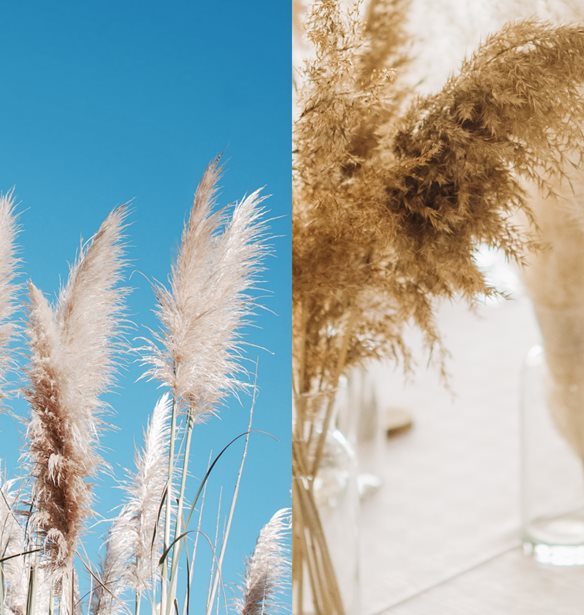 Pampas grass: &#x3A4;&#x3BF; &#x3B5;&#x3BE;&#x3C9;&#x3C4;&#x3B9;&#x3BA;&#x3CC; &#x3C6;&#x3C5;&#x3C4;&#x3CC; &#x3C0;&#x3BF;&#x3C5; &#x3B8;&#x3B1; &#x3B1;&#x3BD;&#x3B1;&#x3BD;&#x3B5;&#x3CE;&#x3C3;&#x3B5;&#x3B9; &#x3C4;&#x3BF;&#x3C5;&#x3C2; &#x3C7;&#x3CE;&#x3C1;&#x3BF;&#x3C5;&#x3C2; &#x3C4;&#x3BF;&#x3C5; &#x3C3;&#x3C0;&#x3B9;&#x3C4;&#x3B9;&#x3BF;&#x3CD; &#x3C3;&#x3BF;&#x3C5;
