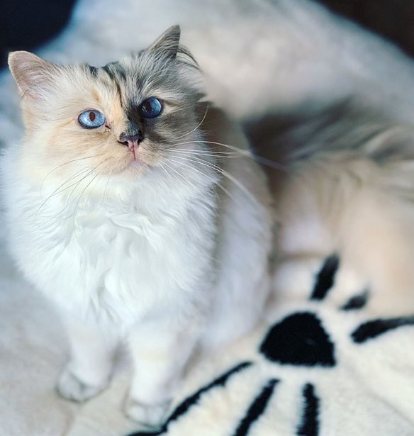 Choupette by Karl Lagerfeld: &#x388;&#x3BD;&#x3B1; &#x3BD;&#x3AD;&#x3BF; &#x3B2;&#x3B9;&#x3B2;&#x3BB;&#x3AF;&#x3BF; &#x3B3;&#x3B9;&#x3B1; &#x3C4;&#x3B7;&#x3BD; &#x3C0;&#x3BF;&#x3BB;&#x3C5;&#x3B1;&#x3B3;&#x3B1;&#x3C0;&#x3B7;&#x3BC;&#x3AD;&#x3BD;&#x3B7; &#x3B3;&#x3AC;&#x3C4;&#x3B1; &#x3C4;&#x3BF;&#x3C5; &#x3B8;&#x3C1;&#x3C5;&#x3BB;&#x3B9;&#x3BA;&#x3BF;&#x3CD; &#x3C3;&#x3C7;&#x3B5;&#x3B4;&#x3B9;&#x3B1;&#x3C3;&#x3C4;&#x3AE;