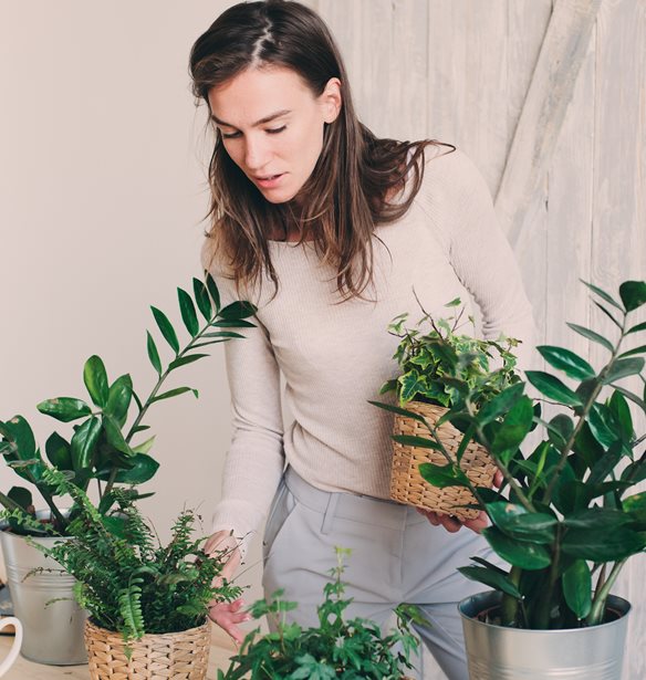 &#x391;&#x3C5;&#x3C4;&#x3AC; &#x3C4;&#x3B1; &#x3C6;&#x3C5;&#x3C4;&#x3AC; &#x3B5;&#x3C3;&#x3C9;&#x3C4;&#x3B5;&#x3C1;&#x3B9;&#x3BA;&#x3BF;&#x3CD; &#x3C7;&#x3CE;&#x3C1;&#x3BF;&#x3C5; &#x3B8;&#x3B1; &#x3B1;&#x3BD;&#x3B1;&#x3BD;&#x3B5;&#x3CE;&#x3C3;&#x3BF;&#x3C5;&#x3BD; &#x3B1;&#x3BC;&#x3AD;&#x3C3;&#x3C9;&#x3C2; &#x3C4;&#x3BF; &#x3C3;&#x3C0;&#x3AF;&#x3C4;&#x3B9; &#x3C3;&#x3BF;&#x3C5;