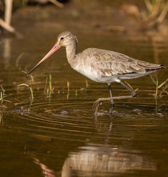 &#x39A;&#x3B1;&#x3C4;&#x3AC; 68% &#x3AD;&#x3C7;&#x3BF;&#x3C5;&#x3BD; &#x3BC;&#x3B5;&#x3B9;&#x3C9;&#x3B8;&#x3B5;&#x3AF; &#x3BF;&#x3B9; &#x3C0;&#x3BB;&#x3B7;&#x3B8;&#x3C5;&#x3C3;&#x3BC;&#x3BF;&#x3AF; &#x3AC;&#x3B3;&#x3C1;&#x3B9;&#x3B1;&#x3C2; &#x3B6;&#x3C9;&#x3AE;&#x3C2; &#x3B1;&#x3C0;&#x3CC; &#x3C4;&#x3BF; 1970