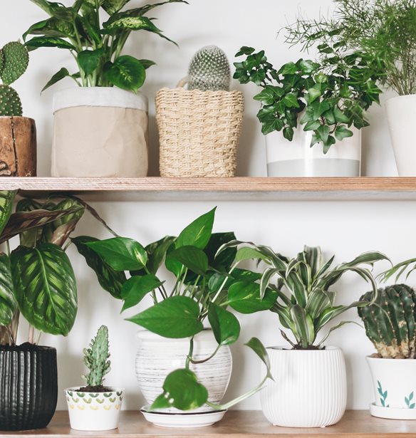 7 &#x3C6;&#x3C5;&#x3C4;&#x3AC; &#x3C0;&#x3BF;&#x3C5; &#x3B8;&#x3B1; &#x3B1;&#x3BD;&#x3B1;&#x3BD;&#x3B5;&#x3CE;&#x3C3;&#x3BF;&#x3C5;&#x3BD; &#x3C4;&#x3B7;&#x3BD; &#x3BA;&#x3BF;&#x3C5;&#x3B6;&#x3AF;&#x3BD;&#x3B1; &#x3C3;&#x3BF;&#x3C5;